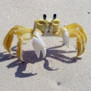 Meet your Posher, Stephen